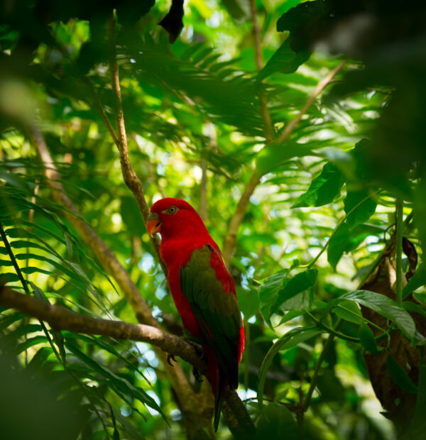 Corcovado National Park, a  tropical paradise for hiking enthusiasts