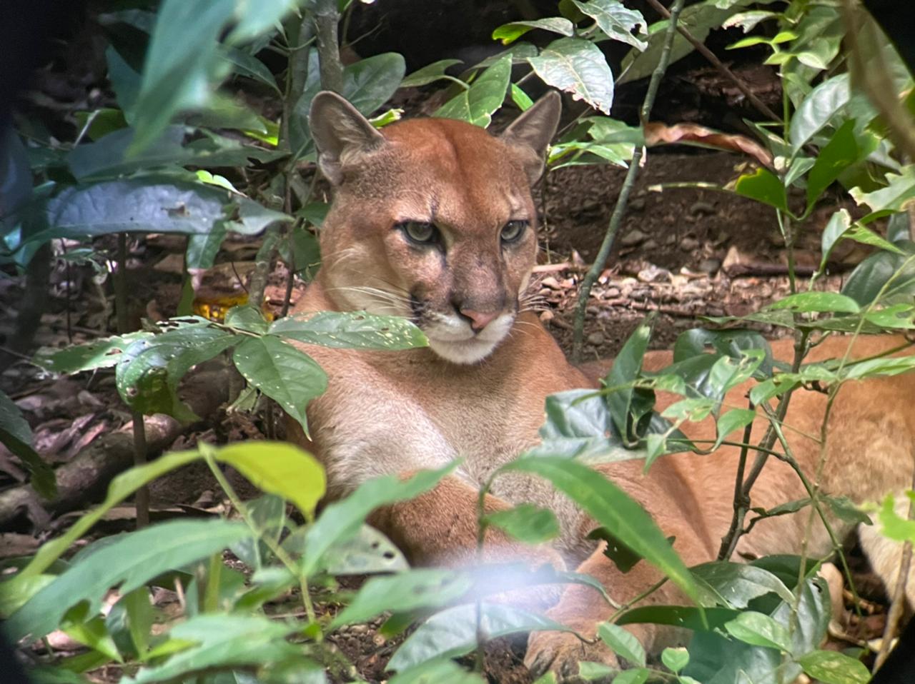 Wildlife : The top 10 species to watch in Costa Rica
