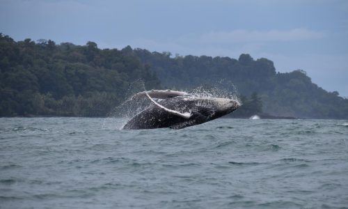 Whales and Dolphins watching tour