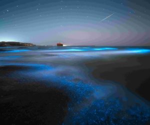 Snorkeling at night – Bioluminescence