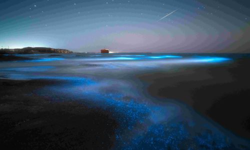 Snorkeling at night – Bioluminescence